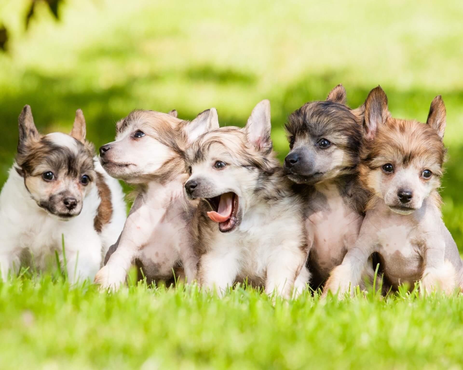 Basic Health Check - Dogs & Puppies - Baldivis Vet Hospital