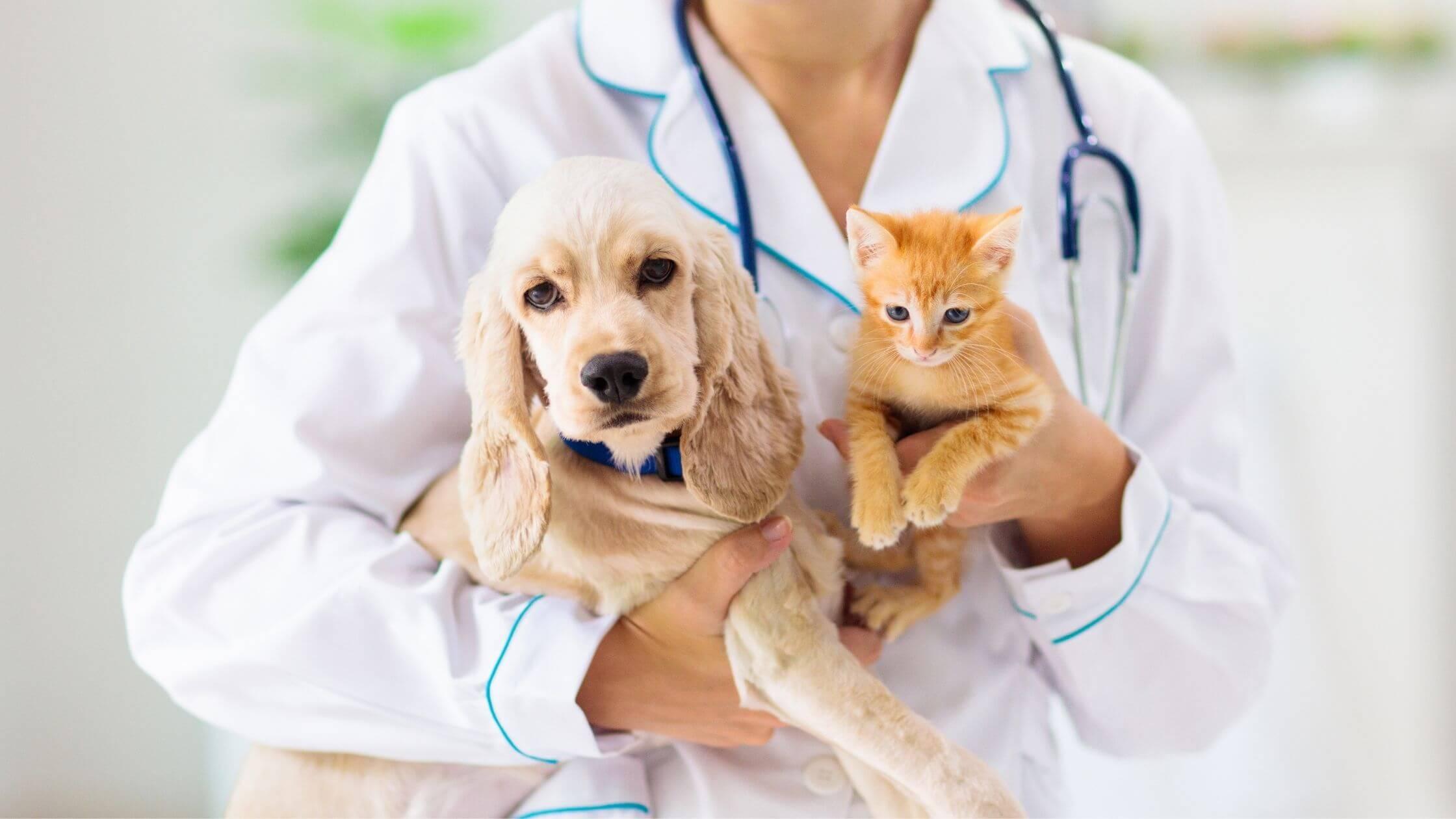 Benefits of Spaying Or Neutering Pets | EDGE Animal Hospital