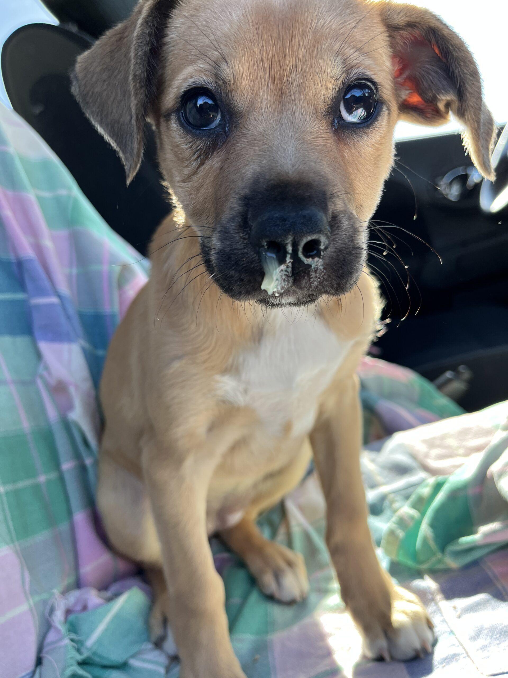 Canine Influenza (Dog Flu) - Whole Dog Journal