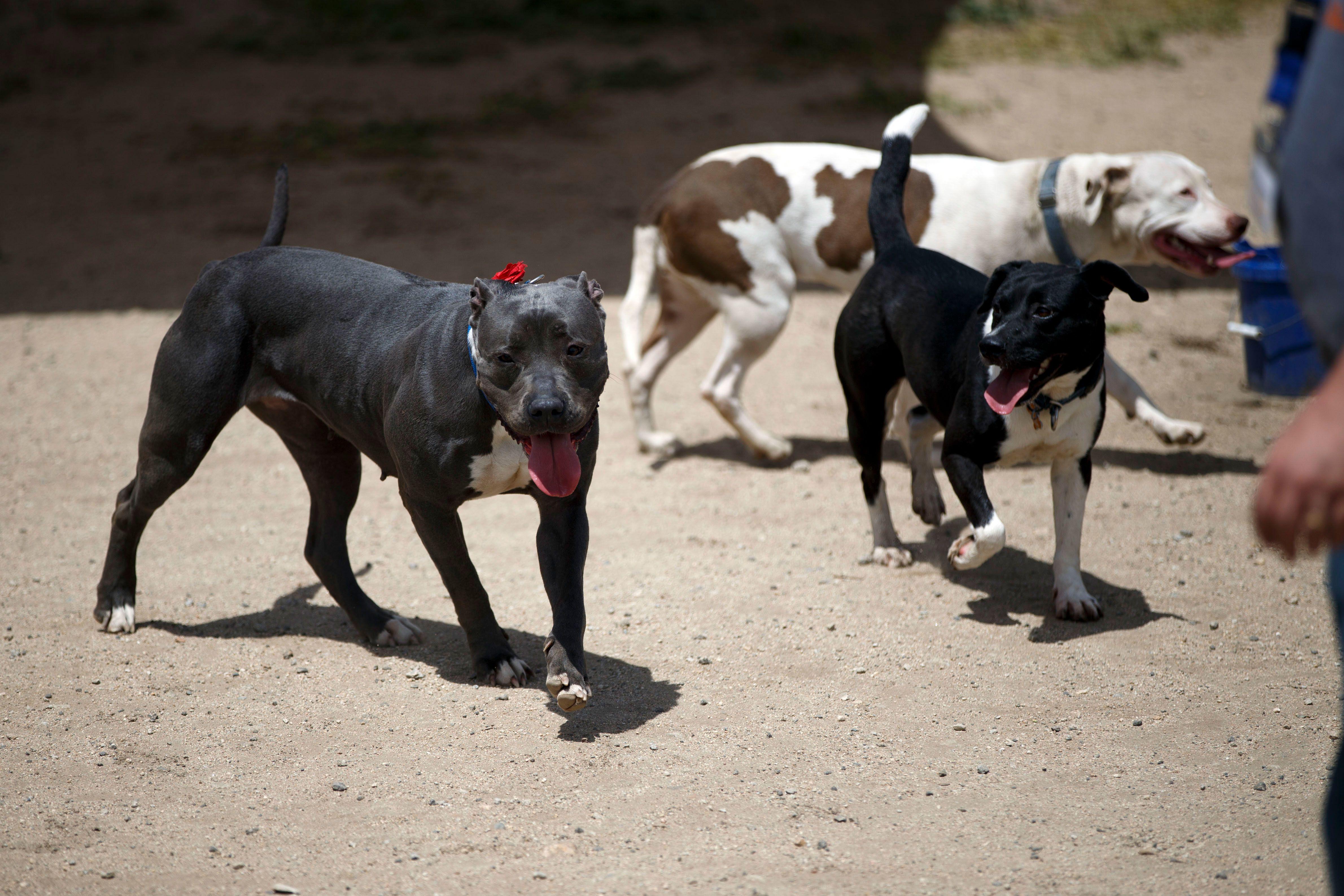 Los Angeles became the largest 'no-kill' shelter city for animals ...