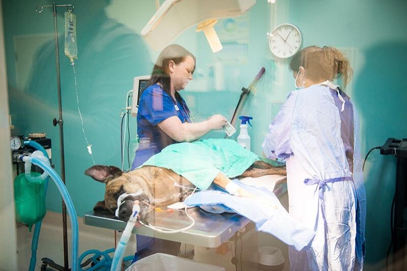 Vet <b>Surgery Procedures</b> - Hurstbourne <b>Animal</b> Hospital – Learn About ...