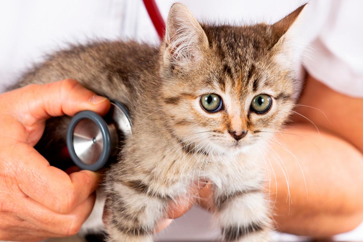 Vet <b>Surgery Procedures</b> - Commonwealth <b>Animal</b> Hospital – Learn ...