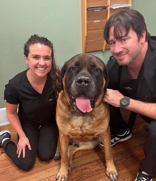 Preventative Care for <b>Pets</b> | St. Augustine, FL | Antigua Vet