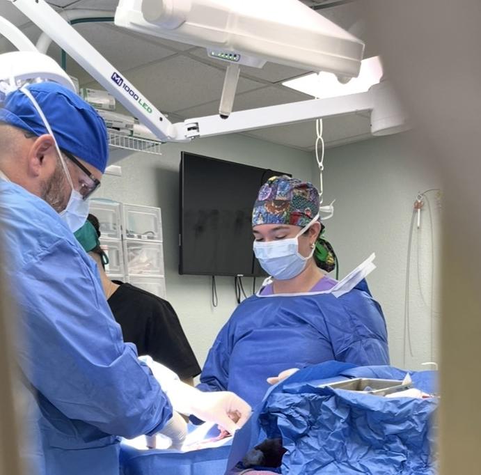 Vet Surgery Procedures - Lakeside <b>Animal Clinic</b> – Learn About Our ...