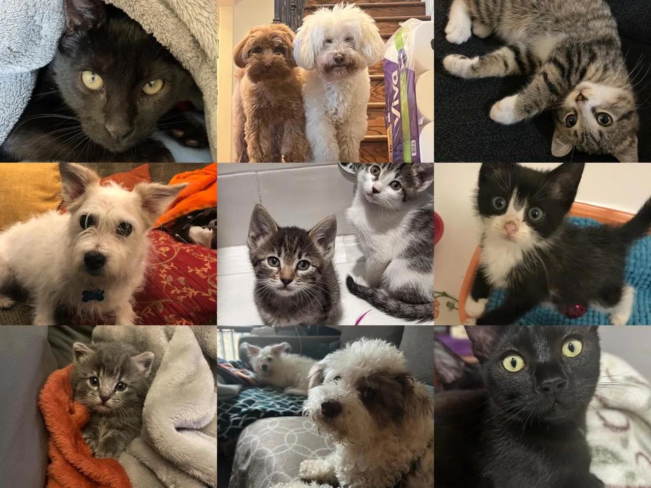 The Four-Legged Fund