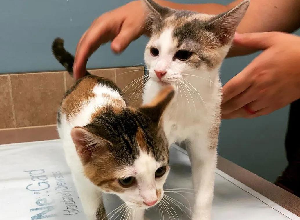 <b>Urgent</b> and <b>Emergency Vet Care in</b> Maize, KS | <b>Veterinarian in</b> Maize ...