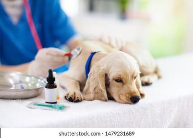 <b>Vet</b> Examining Dog Puppy <b>Veterinarian</b> Doctor Stock Photo 1479231689 ...
