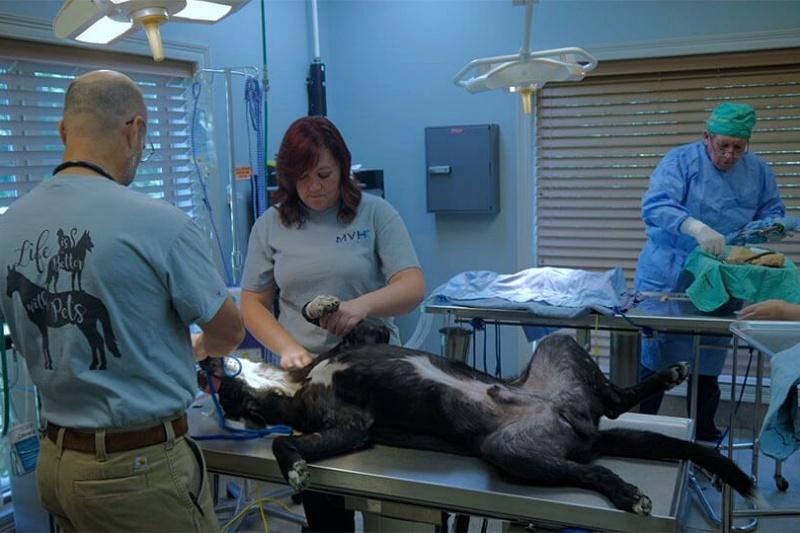 <b>Vet</b> Surgery Procedures - Melton <b>Veterinary</b> Hospital – Learn About ...