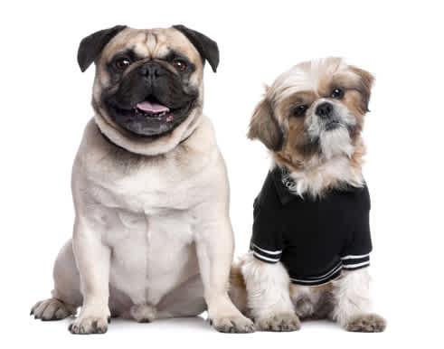 Puppies <b>and</b> Dogs in Irmo, <b>SC</b> - Adoptapet.com