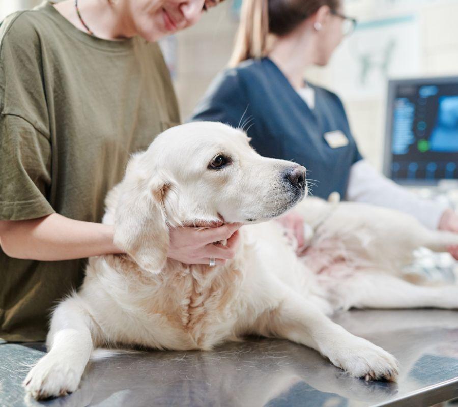 <b>Emergency Veterinary</b> Clinics | Ladson <b>Veterinary Hospital</b>
