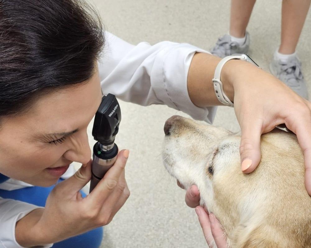 Ophthalmology & Ocular Procedures | Cordova <b>Vet</b>