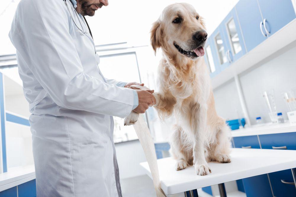 What to Expect During <b>Pet Health Screening</b> | Bridge Park <b>Animal</b> ...