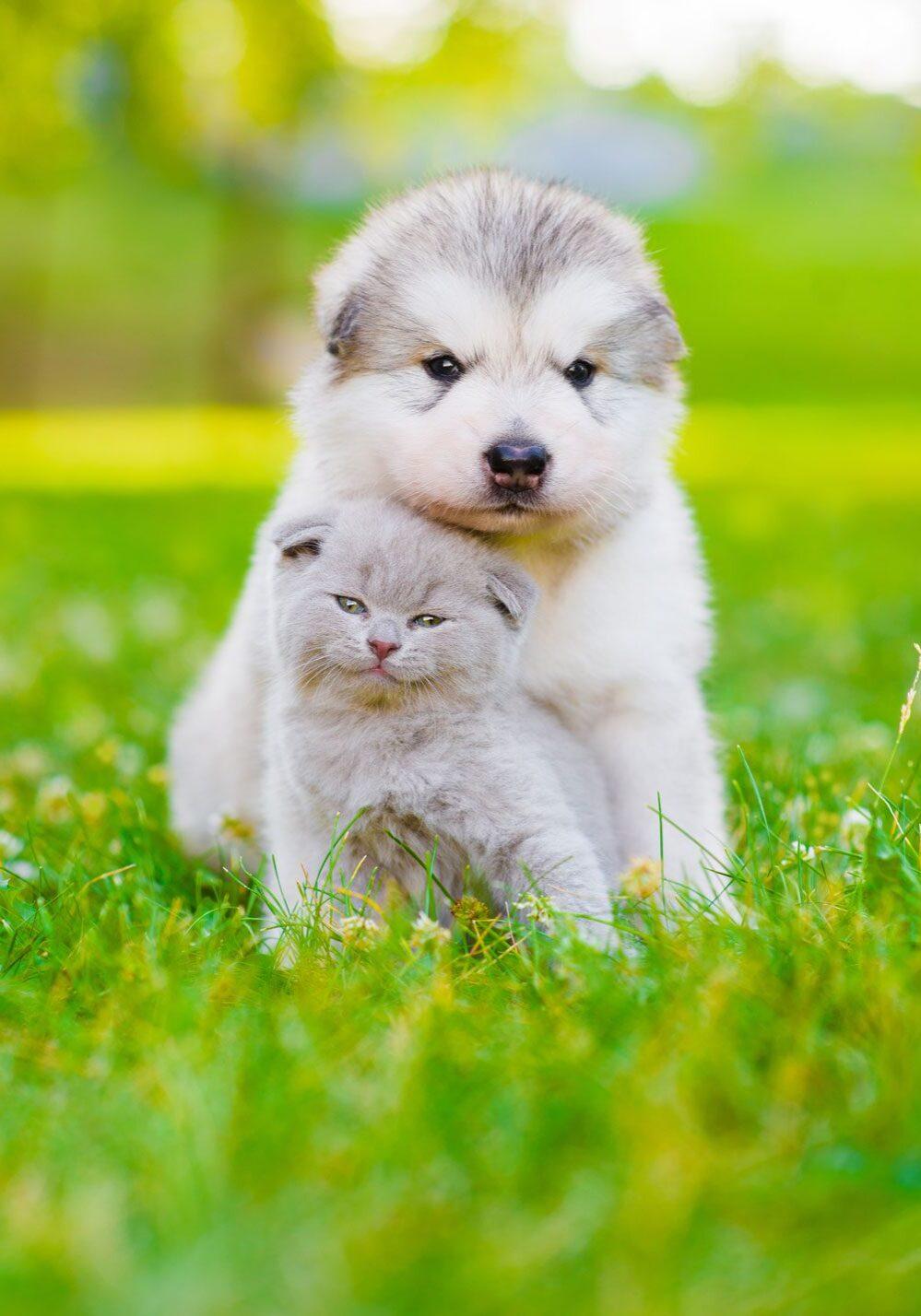 <b>Cat</b> & <b>Dog</b> Wellness <b>Care</b> in <b>Norman</b>, <b>OK</b> | McGee Street <b>Animal</b> ...