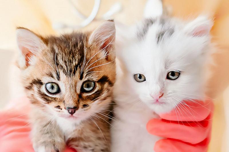 <b>Cat Boarding</b> in <b>Sherwood</b> - <b>Sherwood</b> Family <b>Pet Clinic</b> – Safe ...