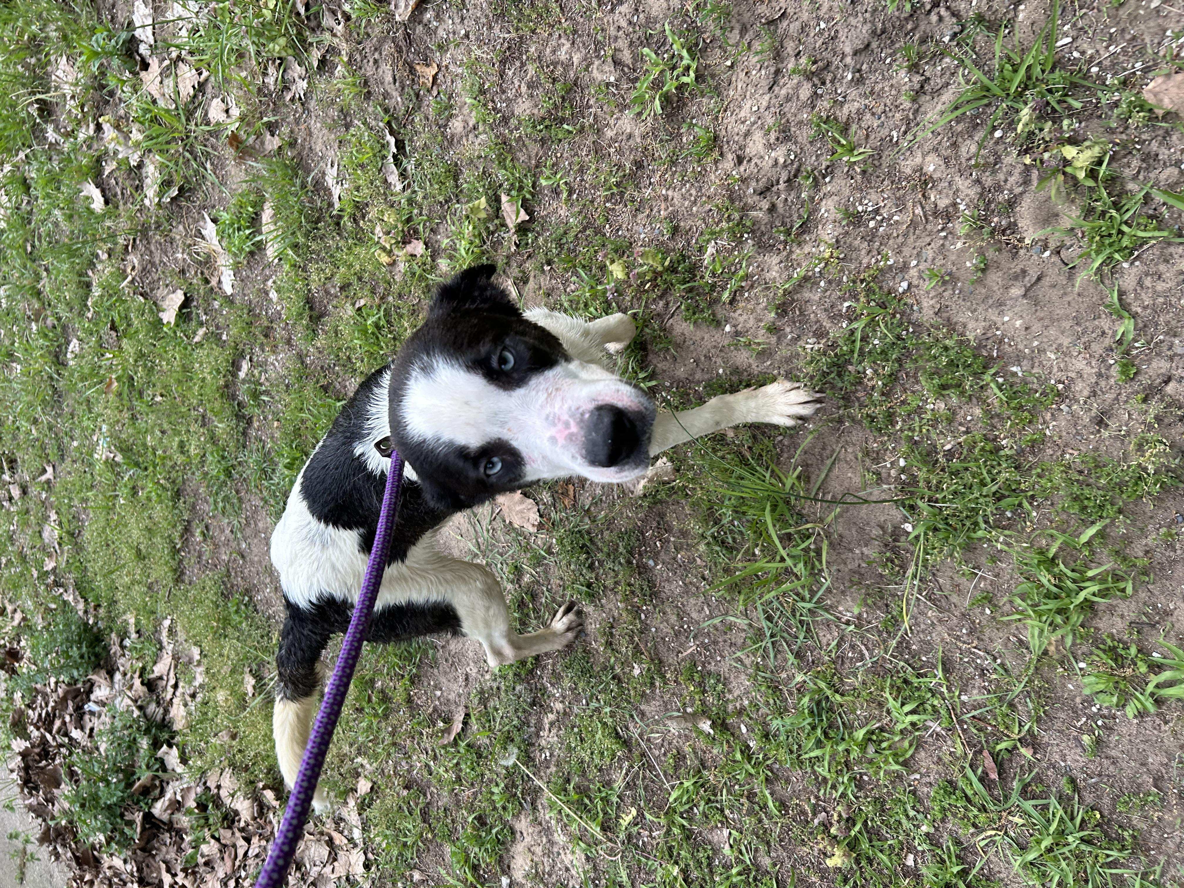 <b>Dog</b> for adoption - Maverick, a Husky Mix in <b>fennville</b>, MI | Petfinder