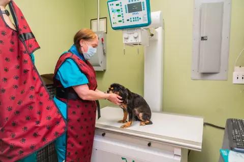 <b>Dawsonville Veterinary Hospital</b> | Best <b>Veterinary Care</b> in GA...