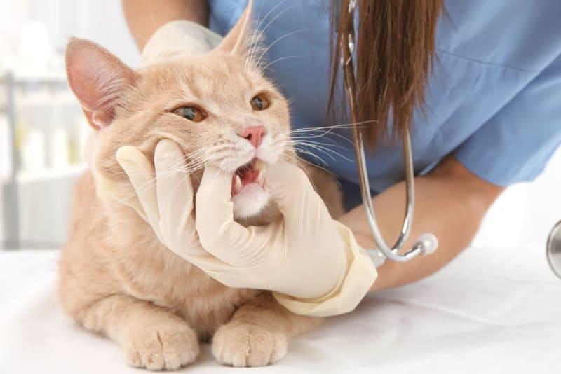 <b>Cat</b> Dental <b>Care</b>: What You Should Know | <b>Danbury Vet</b>