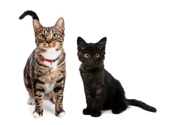 Kittens and Cats in <b>Celina</b>, OH - Adoptapet.com