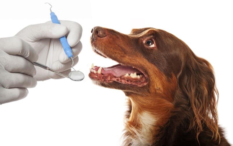 Why should I take my <b>dog</b> for a professional <b>teeth</b> cleaning ...