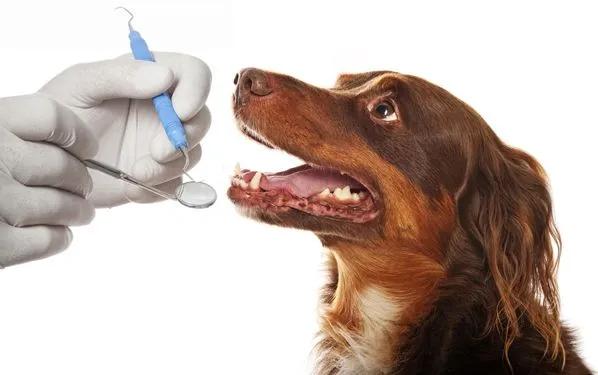 <b>Pet Dental Care</b> FAQs | <b>Veterinarian in</b> Conway, AR | Chestnut ...