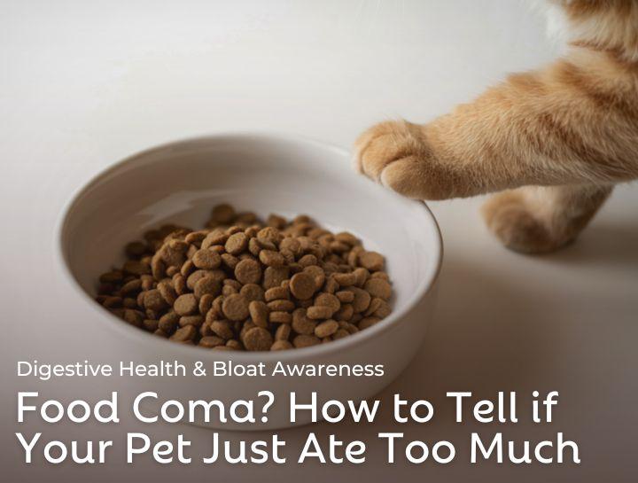 <b>Pet</b> Bloat Awareness | <b>Altamont Vet</b>