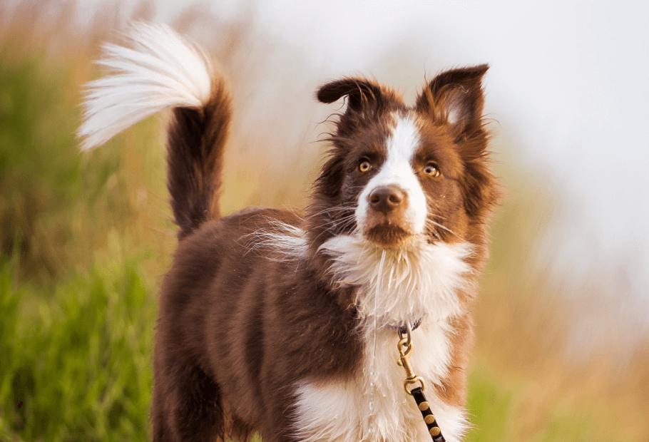 Pet <b>Diagnostics</b> Near Me 28752 - Crestview <b>Veterinary Hospital</b>