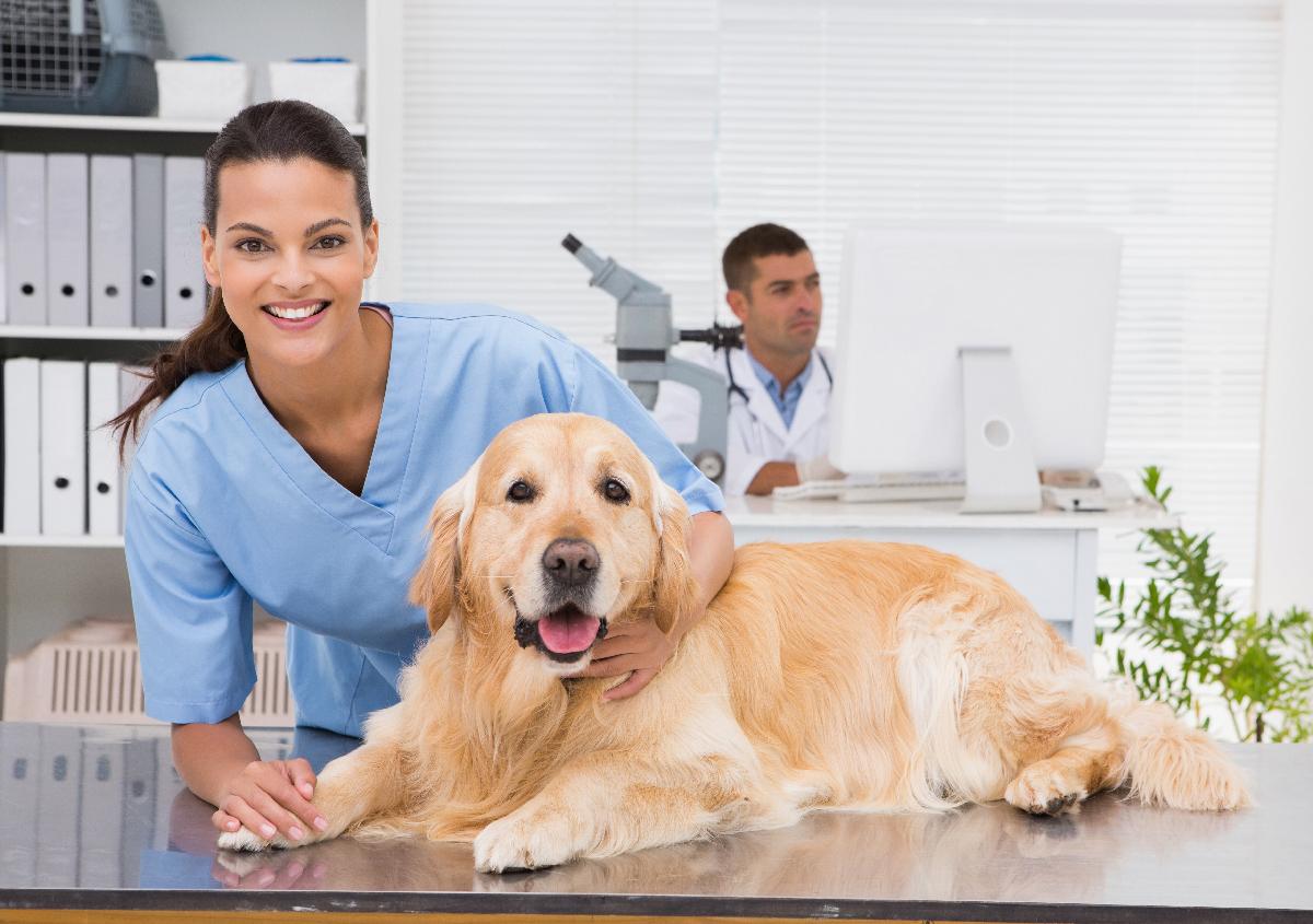 Affordable <b>Animal</b> Hospital Near Me Bloomfield <b>CA</b>