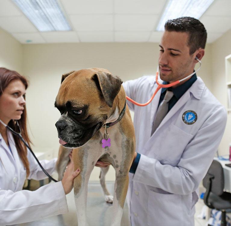 <b>Benefits</b> of <b>Spaying</b> and <b>Neutering</b> Your <b>Pets</b> | Ross Vet