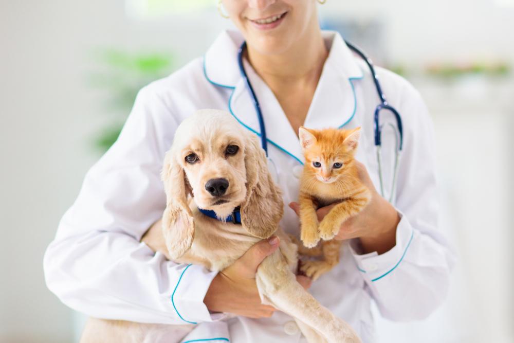 Emergency <b>Pet Care Services</b> Financial Options <b>in Huntington Beach</b> CA