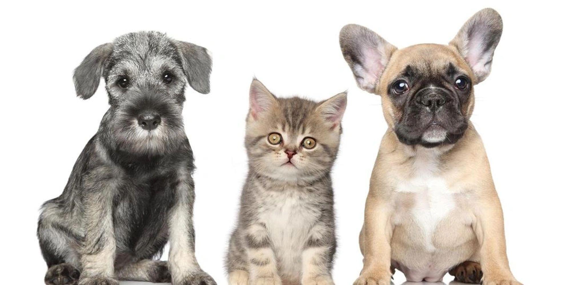 <b>Spruce Creek Animal Clinic</b> - <b>Veterinary Clinic</b> - Port Orange, Florida