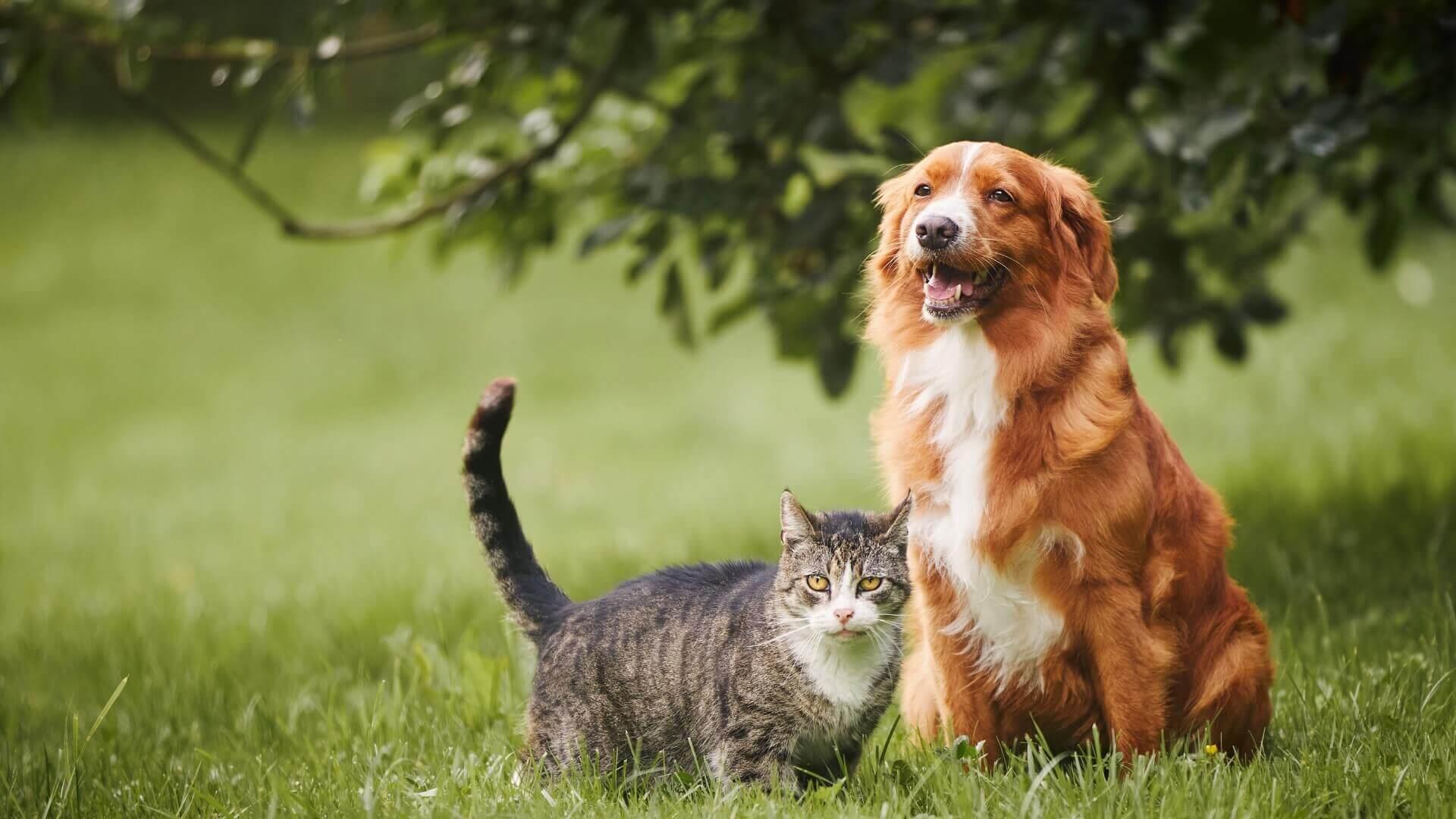 Top Rated <b>Gardena Veterinarian</b> - Amazing Small <b>Animal</b> Practice