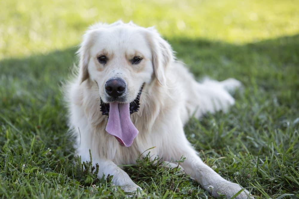 Senior <b>Dog</b> - <b>Hawthorne Animal Hospital</b> Ltd.