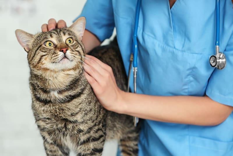 Cat <b>Vaccination Schedule</b> | <b>Turlock</b> Vet