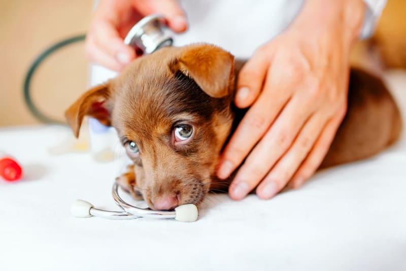 <b>Pet</b> Tips & Advice | Vet Blog | Monte Vista Small <b>Animal</b> Hospital ...