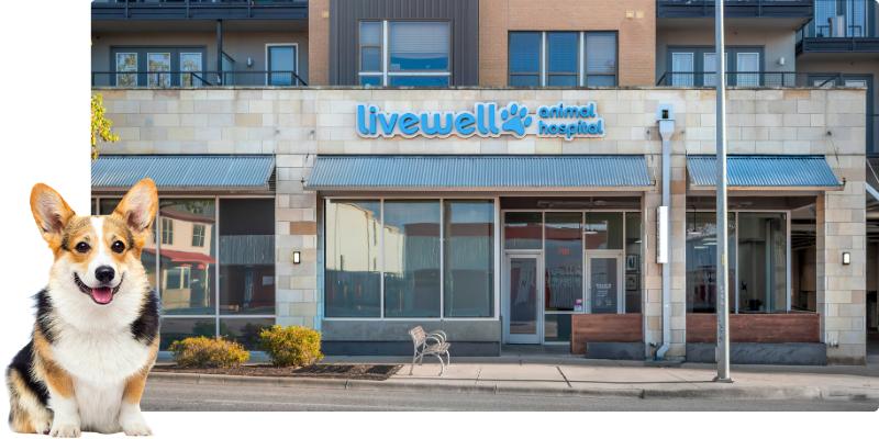 <b>Veterinarian</b> in <b>Austin</b>, TX | Livewell <b>Animal Hospital</b> of <b>Austin</b> ...