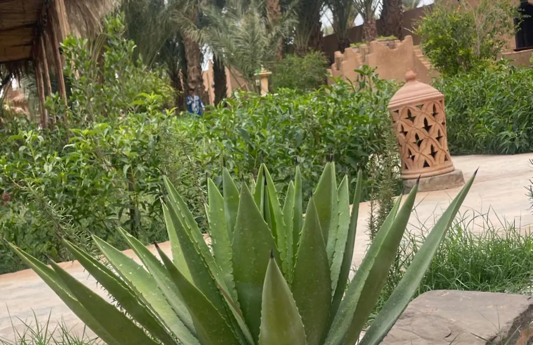 Zagora Oasis Lodge & Desert Excursions-1