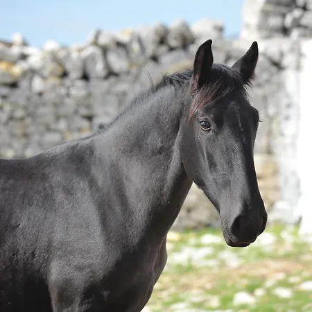 Masseria Tagliente-3