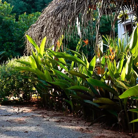 Freedom House, Auroville - A Backpackers Hostel-3