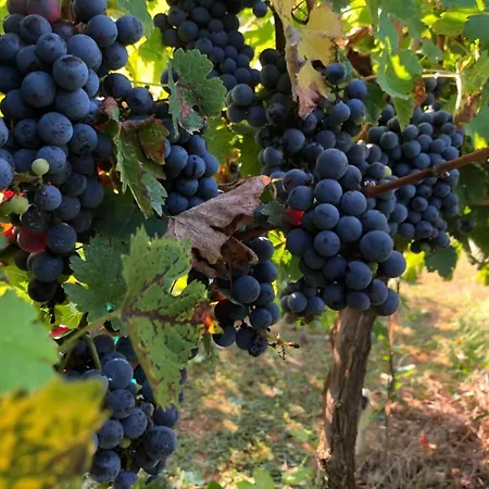 Borgo Syrah-2
