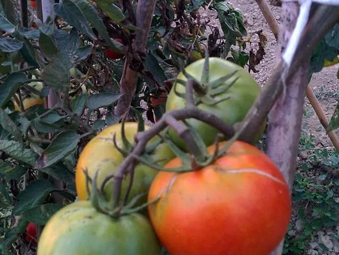 Caseta Manigotxa