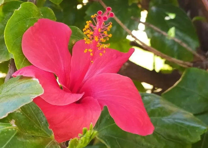Hibiscus Rosso