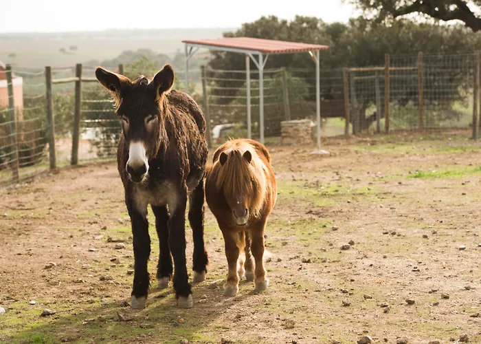 Vila Gale Alentejo Vineyard - Clube De Campo