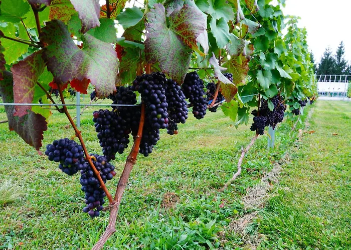 Winery And Condominium Hitohana
