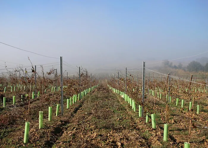 Alojamentos: Entre Vinhas & Mar