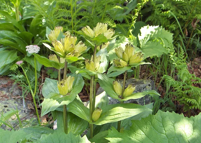 Gästehaus: Haus Helga