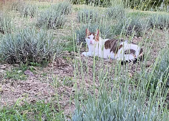 Casa Vacanze Podere San Giusto Volterra