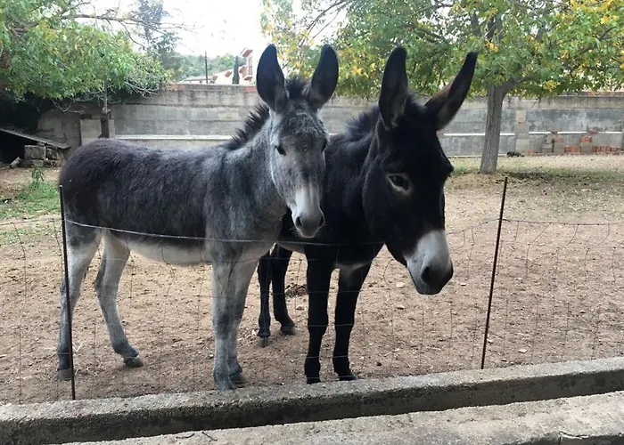 Alquiler de vacaciones: Ca La Mati
