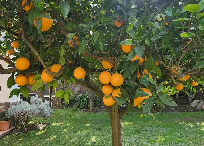 La Limonaia