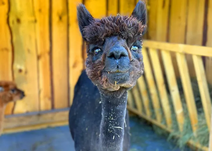 Ferienhäuser Saalemaxx