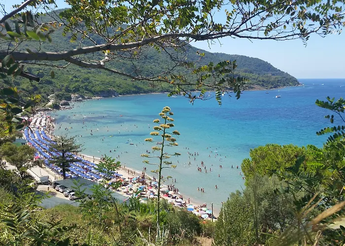 I Delfini